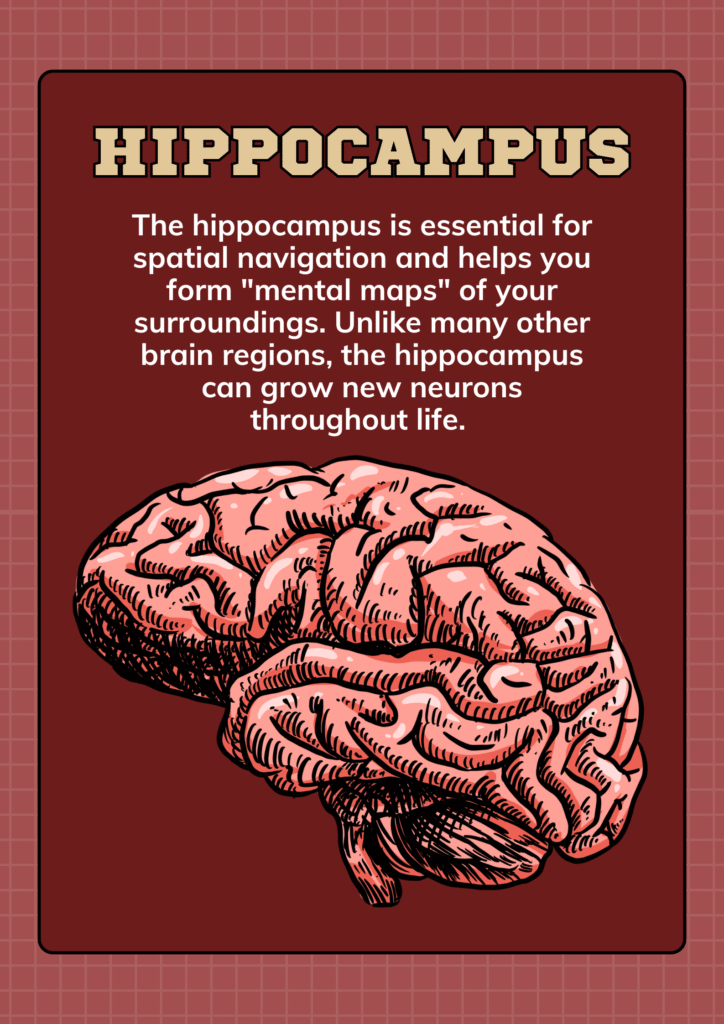the-exquisite-function-of-hippocampus-&-rehab
