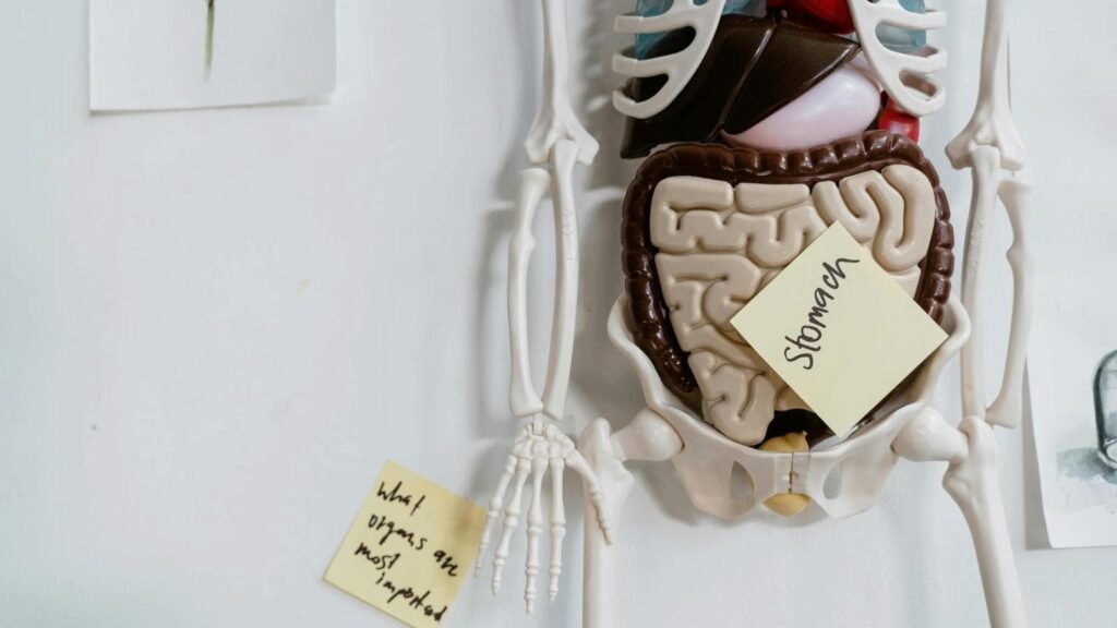 the-hidden-link-between-gut-health-&-muscle-pain